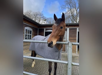 Hanoverian, Gelding, 13 years, 16,1 hh, Brown