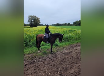 Hanoverian, Gelding, 13 years, 16,1 hh, Brown