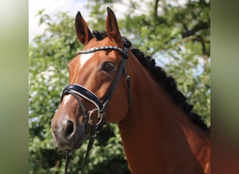 Hanoverian, Gelding, 13 years, 16,1 hh, Brown