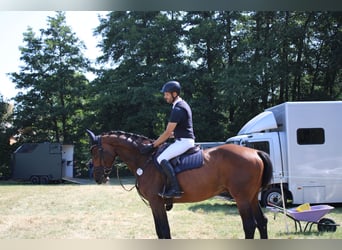 Hanoverian, Gelding, 13 years, 16,3 hh, Bay-Dark