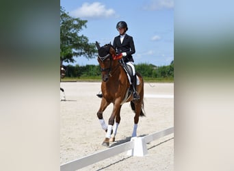 Hanoverian, Gelding, 13 years, 17.1 hh, Chestnut