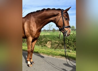 Hanoverian, Gelding, 13 years, 17.1 hh, Chestnut