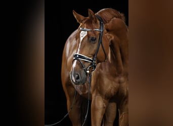 Hanoverian, Gelding, 13 years, 17,1 hh, Chestnut-Red