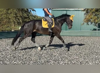 Hanoverian, Gelding, 13 years, 17.2 hh, Bay-Dark