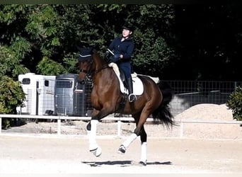 Hanoverian, Gelding, 13 years, 17,2 hh, Brown