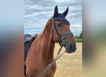 Hanoverian, Gelding, 13 years, 17,2 hh, Chestnut-Red