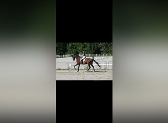 Hanoverian, Gelding, 13 years, 17.3 hh, Brown