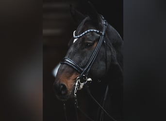 Hanoverian, Gelding, 13 years, 17 hh, Bay-Dark