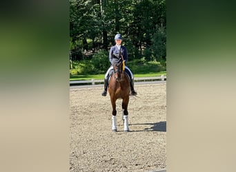 Hanoverian, Gelding, 13 years, 17 hh, Bay-Dark