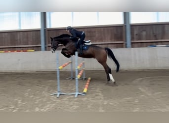 Hanoverian, Gelding, 13 years, 17 hh, Bay-Dark
