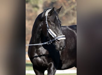 Hanoverian, Gelding, 13 years, 17 hh, Black