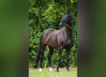 Hanoverian, Gelding, 13 years, 17 hh, Black