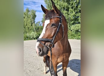 Hanoverian, Gelding, 13 years, 17 hh, Brown