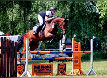 Hanoverian, Gelding, 13 years, 17 hh, Brown