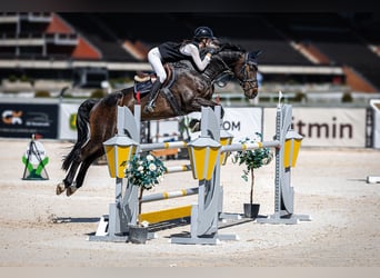 Hanoverian, Gelding, 13 years, 17 hh, Brown