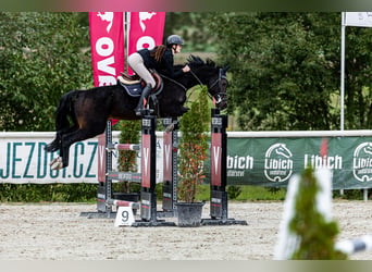 Hanoverian, Gelding, 13 years, 17 hh, Brown