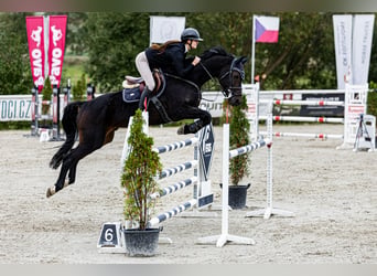 Hanoverian, Gelding, 13 years, 17 hh, Brown