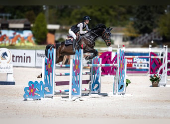 Hanoverian, Gelding, 13 years, 17 hh, Brown