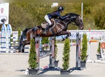 Hanoverian, Gelding, 13 years, 17 hh, Brown