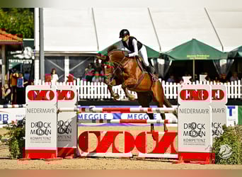 Hanoverian, Gelding, 13 years, 17 hh, Chestnut