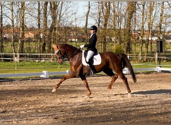 Hanoverian, Gelding, 13 years, 17 hh, Chestnut