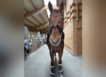 Hanoverian, Gelding, 13 years, 17 hh, Chestnut-Red