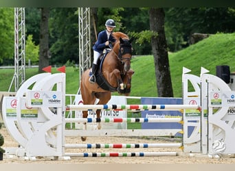 Hanoverian, Gelding, 13 years, 17 hh, Chestnut-Red