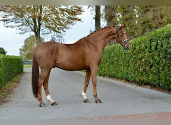 Hanoverian, Gelding, 13 years, 17 hh