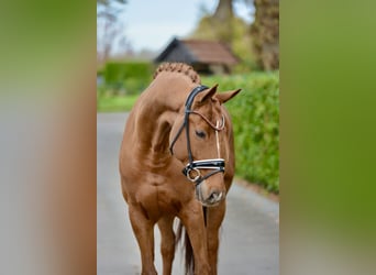 Hanoverian, Gelding, 13 years, 17 hh
