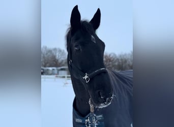 Hanoverian, Gelding, 13 years, 17,1 hh, Black
