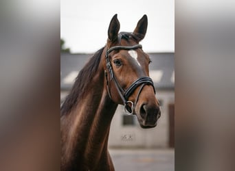Hanoverian, Gelding, 13 years, 17,1 hh, Brown