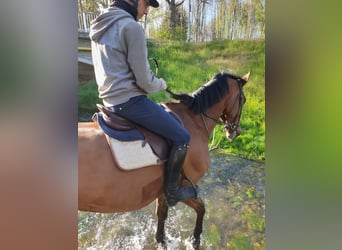 Hanoverian, Gelding, 13 years, 17,2 hh, Brown