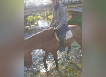Hanoverian, Gelding, 13 years, 17,2 hh, Brown