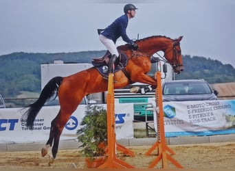 Hanoverian, Gelding, 13 years, 17,2 hh, Brown