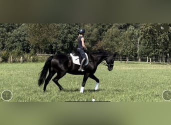 Hanoverian, Gelding, 13 years, 18 hh, Black