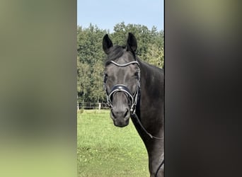 Hanoverian, Gelding, 13 years, 18 hh, Black