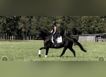 Hanoverian, Gelding, 13 years, 18 hh, Black