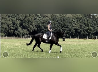 Hanoverian, Gelding, 13 years, 18 hh, Black