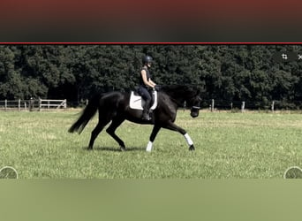 Hanoverian, Gelding, 13 years, 18 hh, Black