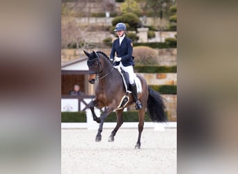 Hanoverian, Gelding, 14 years, 16,1 hh, Bay-Dark