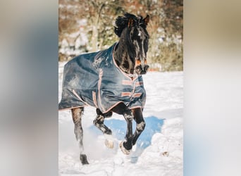 Hanoverian, Gelding, 14 years, 16.2 hh, Bay-Dark