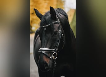 Hanoverian, Gelding, 14 years, 16.2 hh, Bay-Dark