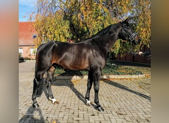 Hanoverian, Gelding, 14 years, 16.2 hh, Bay-Dark