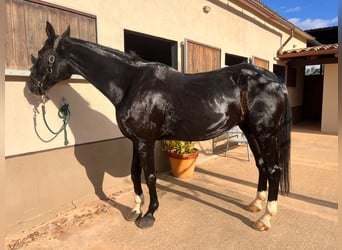 Hanoverian, Gelding, 14 years, 16.2 hh, Black