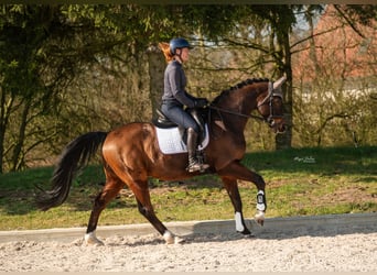 Hanoverian, Gelding, 14 years, 16 hh, Bay-Dark