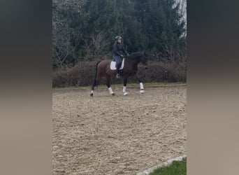 Hanoverian, Gelding, 14 years, 16 hh, Brown
