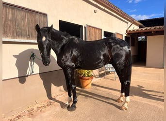 Hanoverian, Gelding, 14 years, 16,2 hh, Black