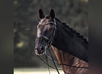 Hanoverian, Gelding, 14 years, 16,3 hh, Black Hanoverian, Gelding, 14 years, 16,3 hh, Black