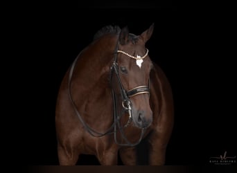 Hanoverian, Gelding, 14 years, 17,1 hh, Bay-Dark