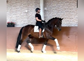 Hanoverian, Gelding, 14 years, 17,1 hh, Bay-Dark